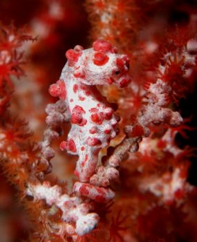 Pygmy seahorse taken in Wakatobi.  I used a Nikon D100 wi... by David Stephens 